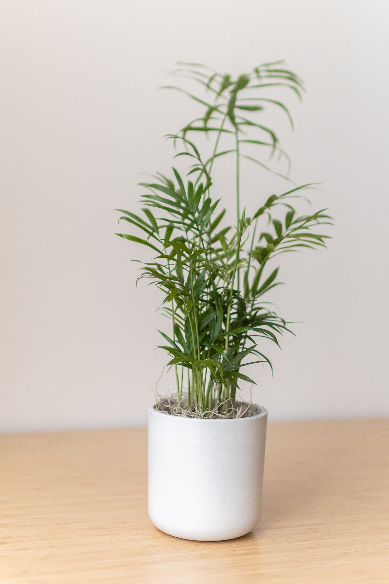 Large Mason Grey
