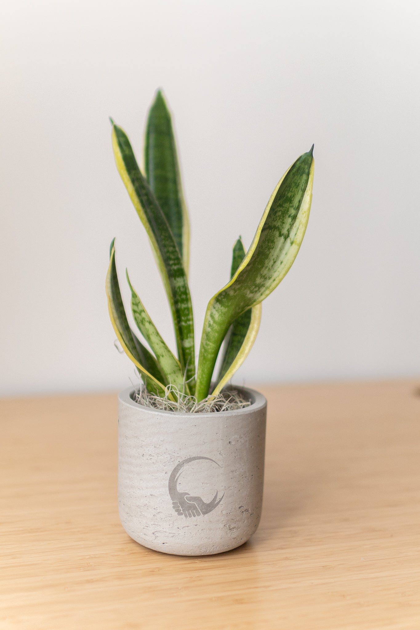 large grey plant pots indoor Large Wilson Grey