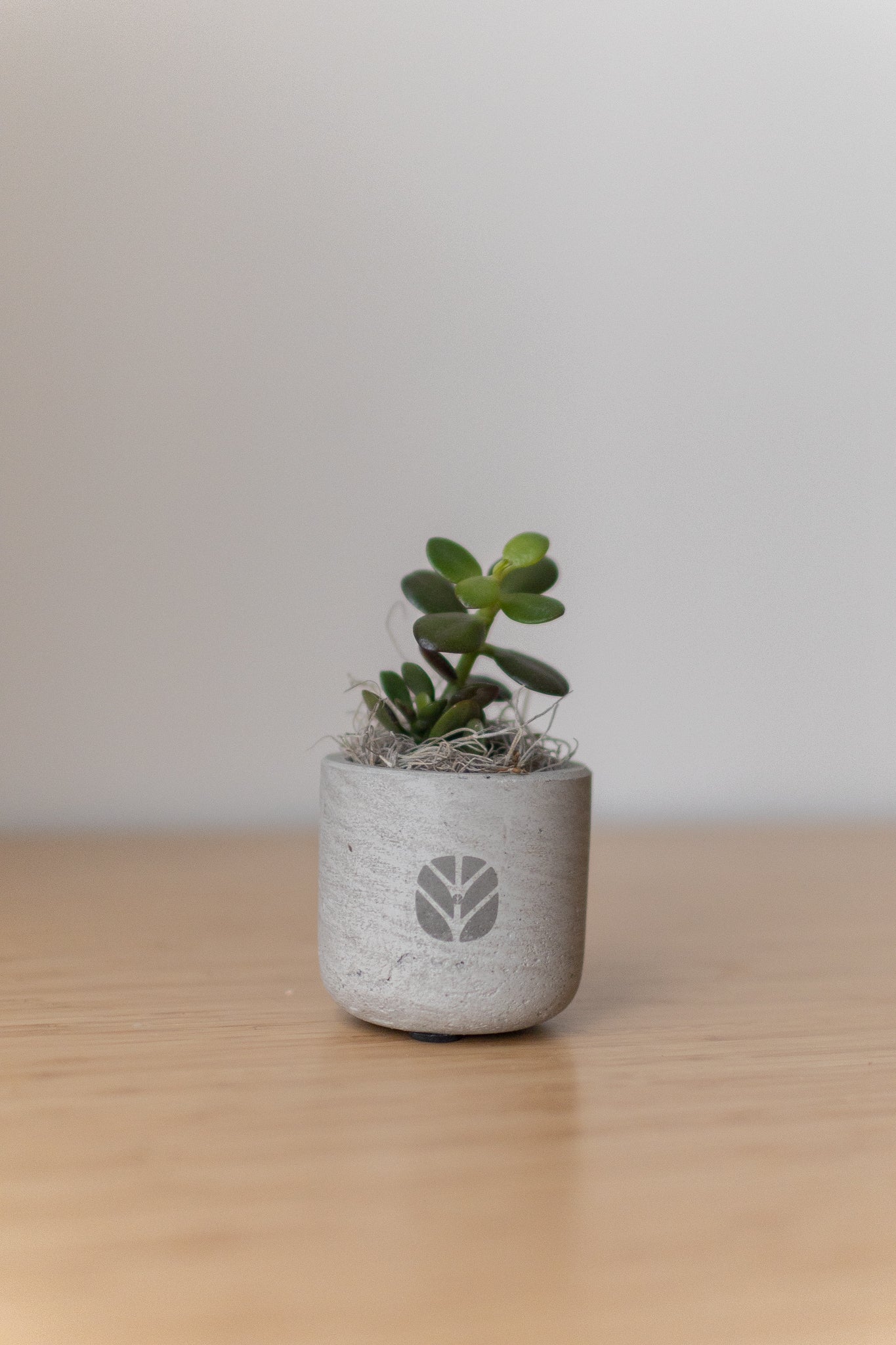grey succulent pot Mini Wilson Grey