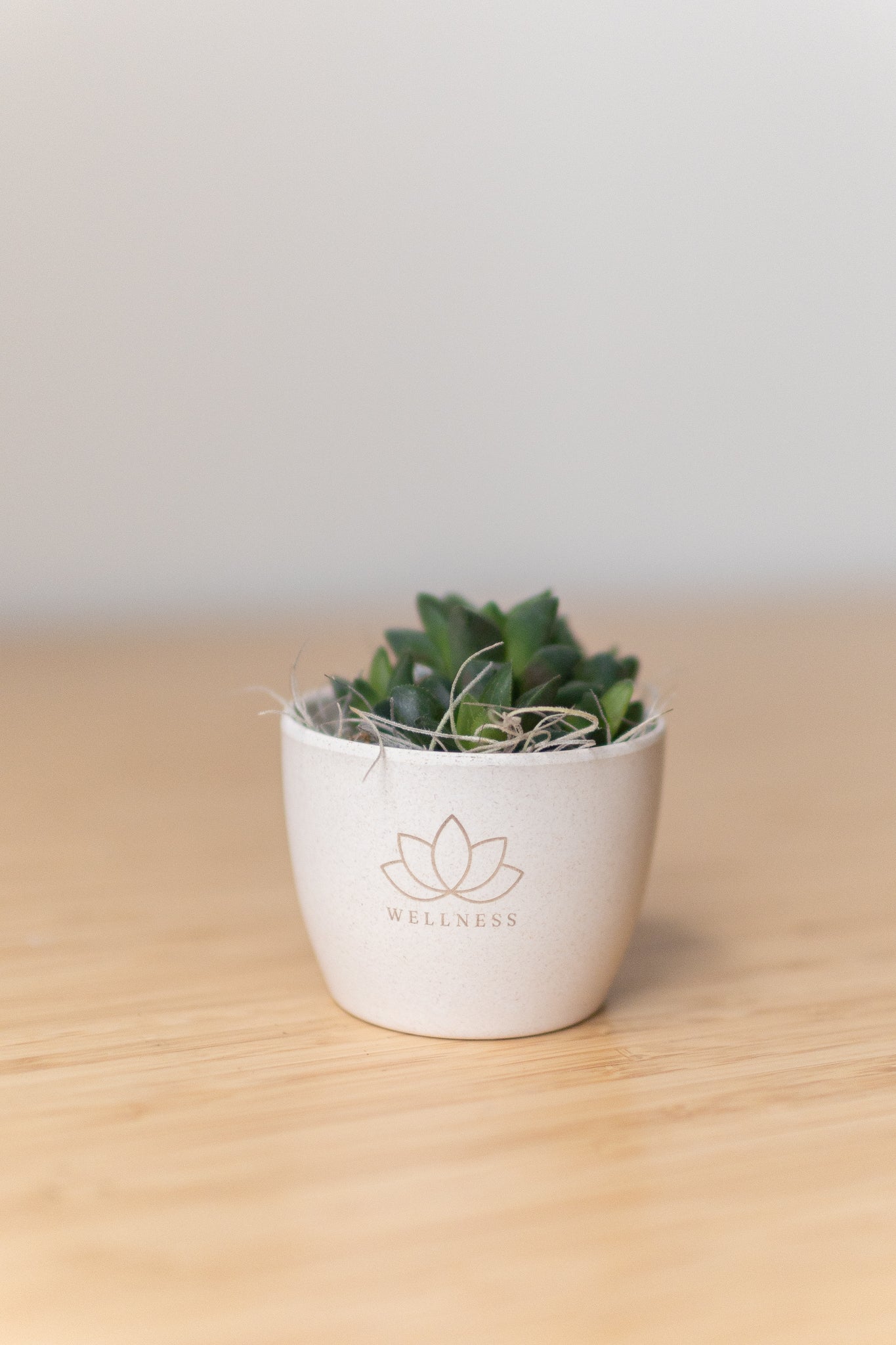 small cream plant pots Mini Harlow Cream