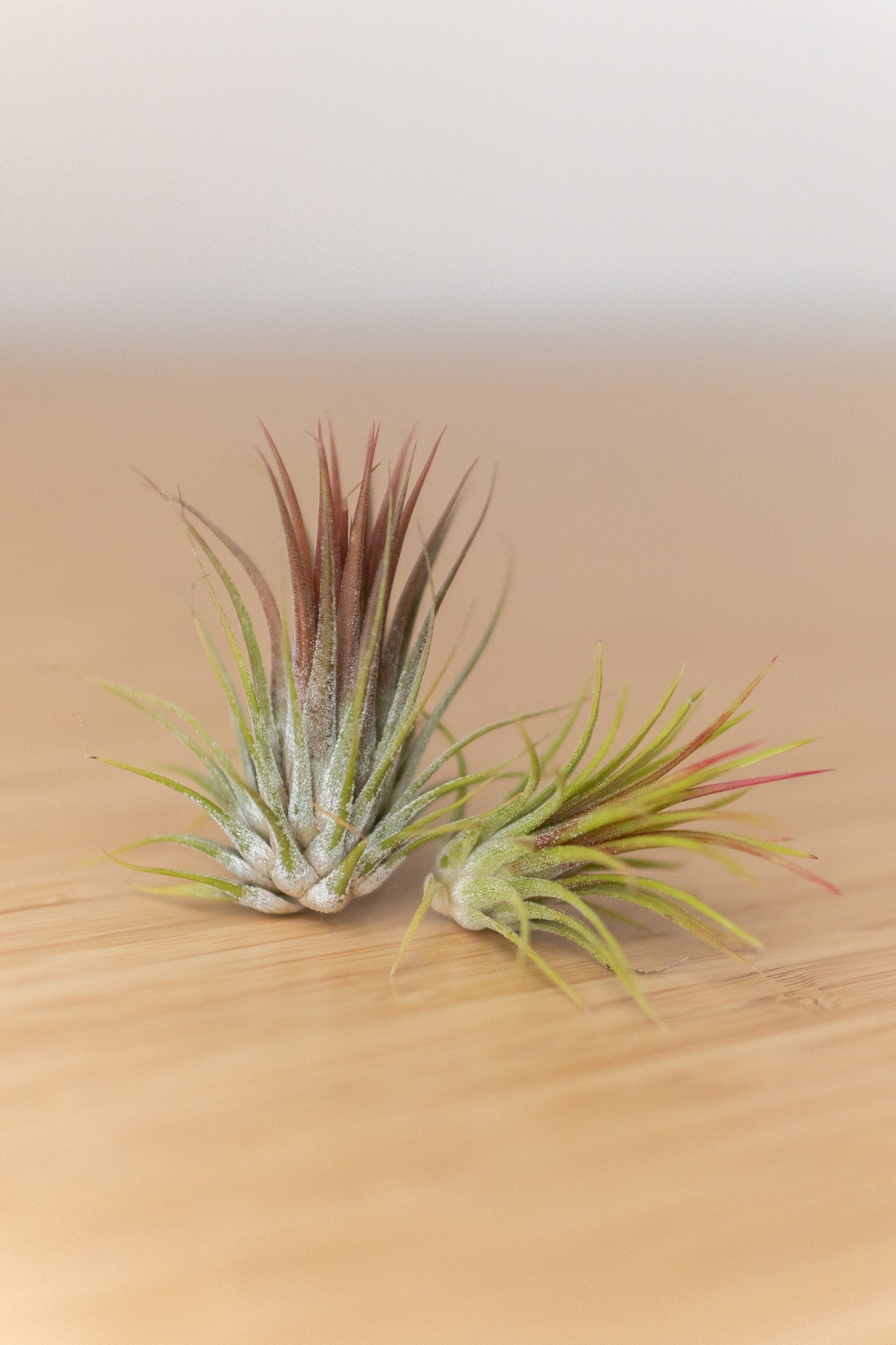 tiny air plants Mini Air Plant Cube