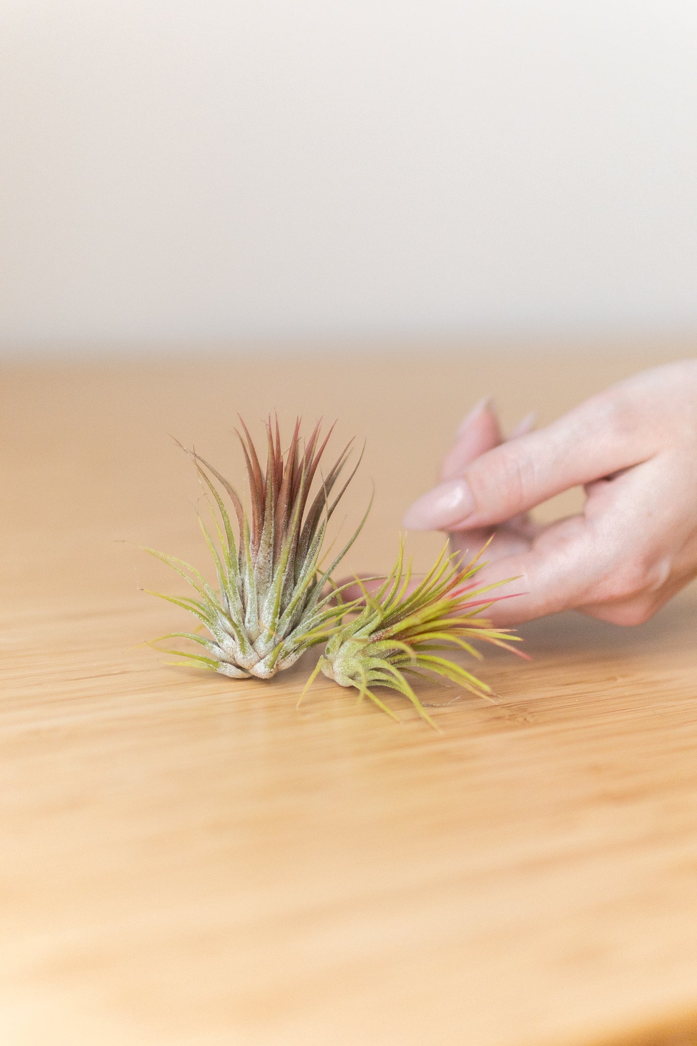 Mini Air Plant Cube