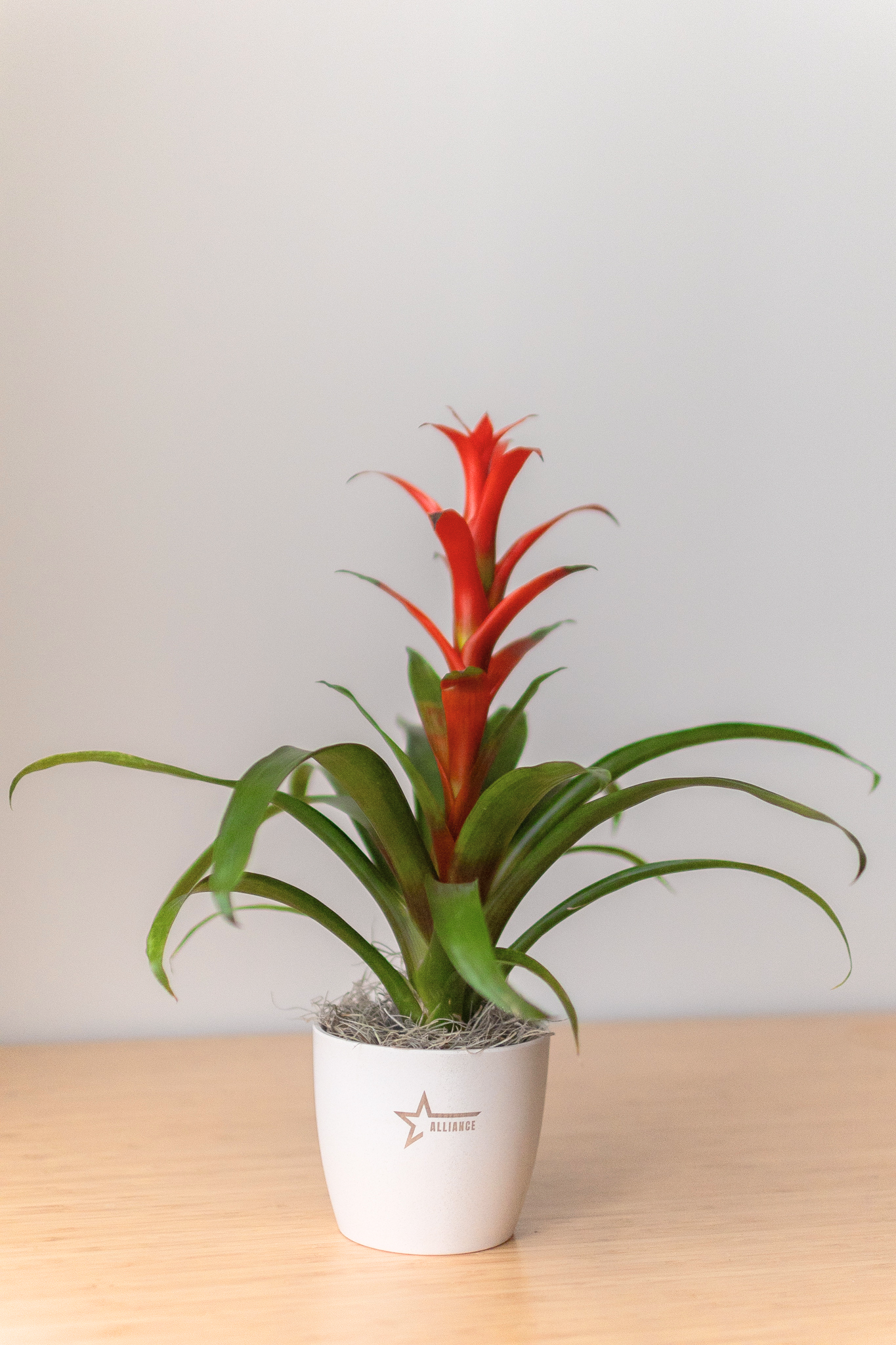 cream pot plant Large Harlow Cream