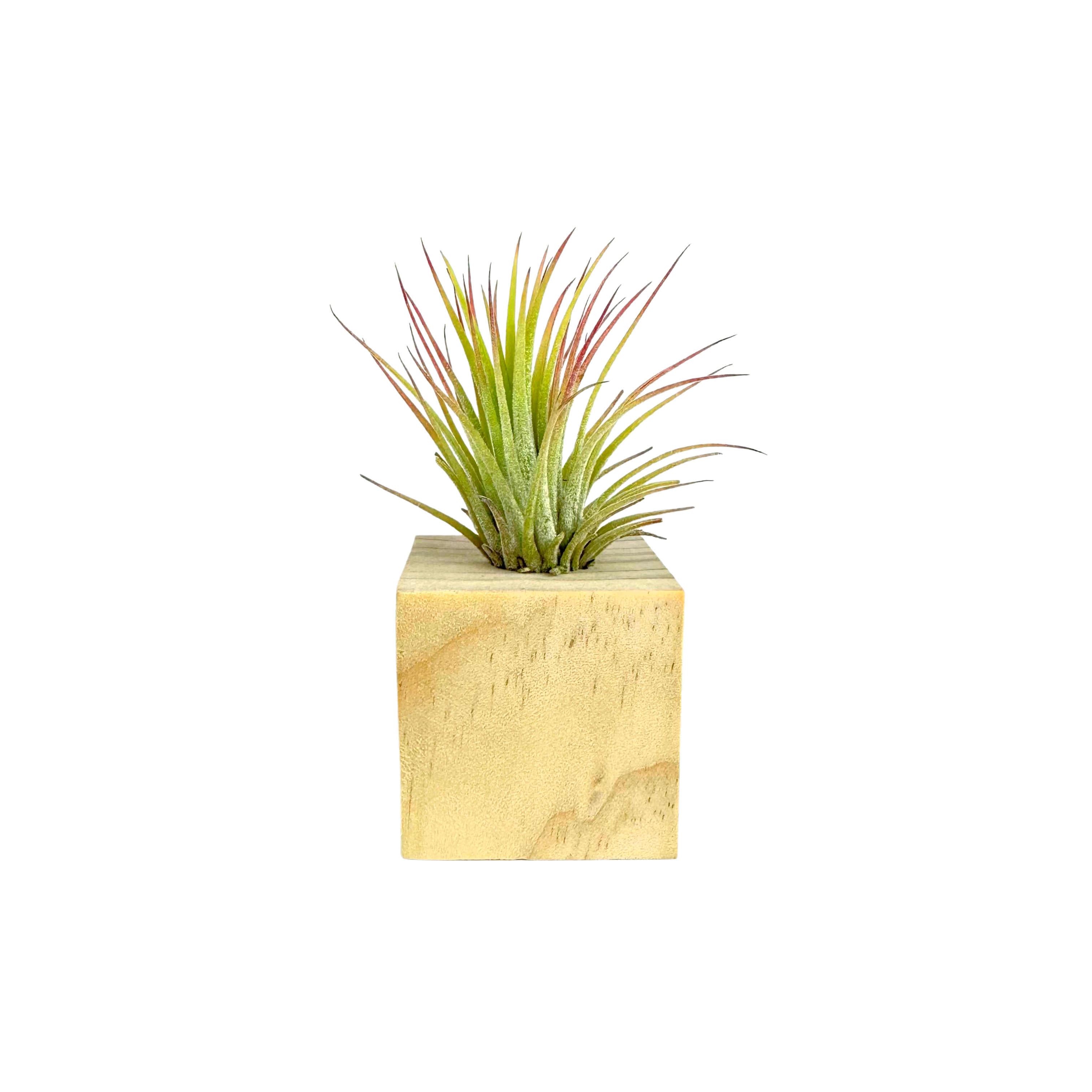 Mini Air Plant Cube