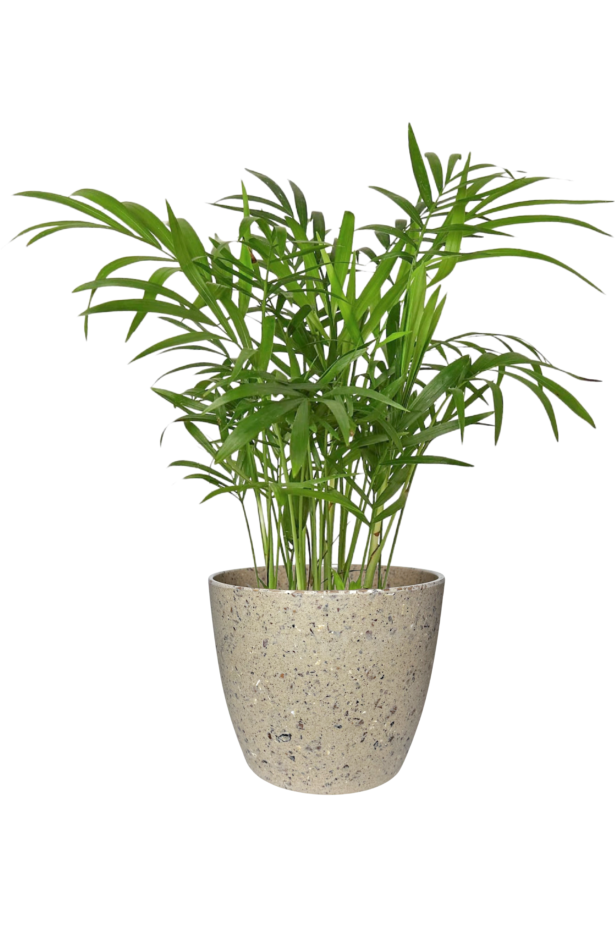 bella palm plant png Large Harlow Line