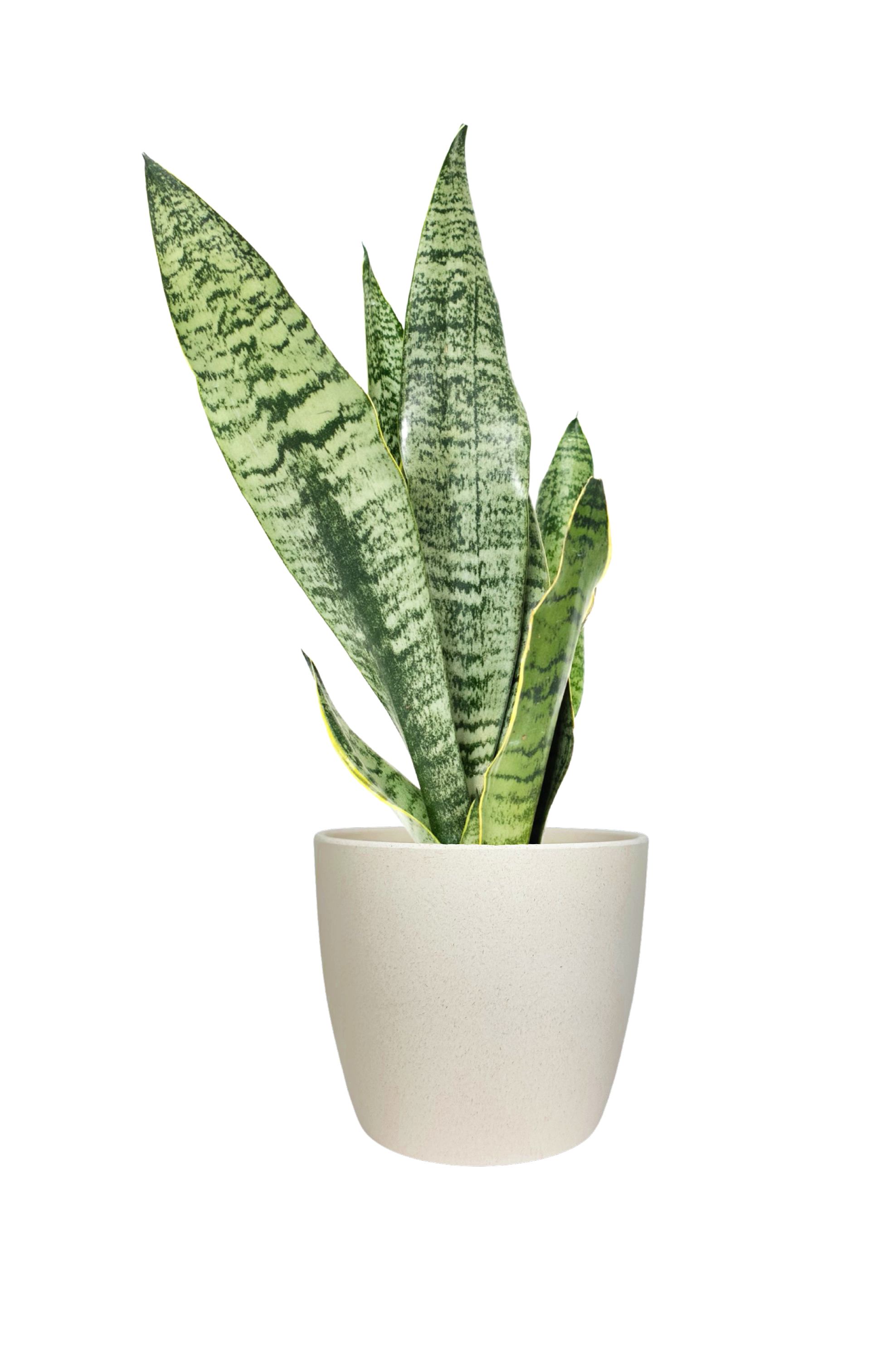 lines on snake plant Large Harlow Line