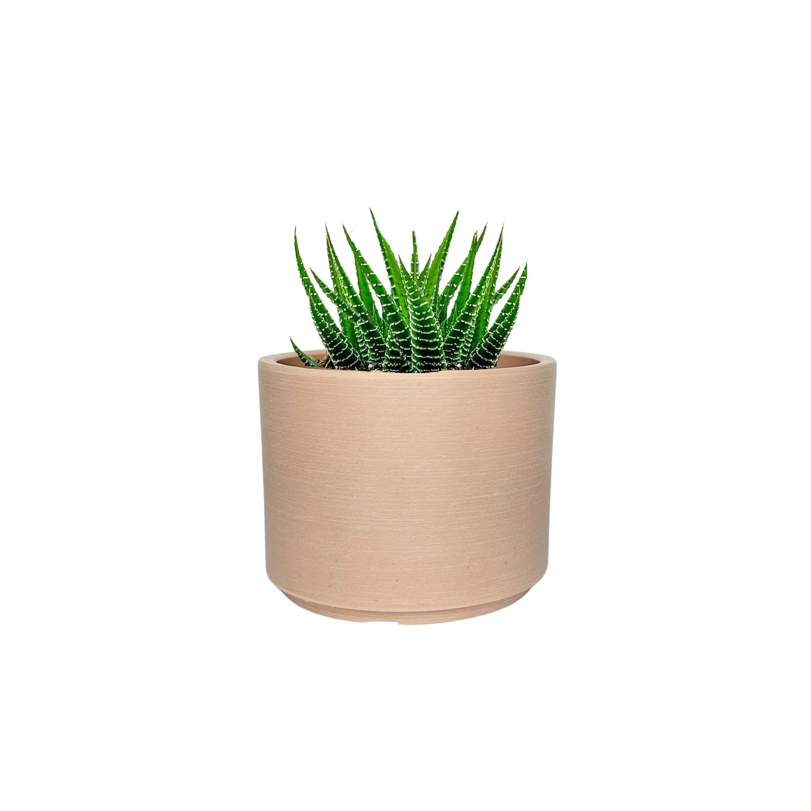 Mini Mason Pink Sand
