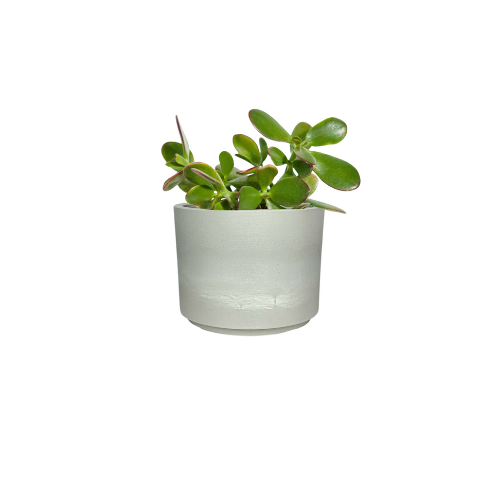 Mini Mason Line - Goody