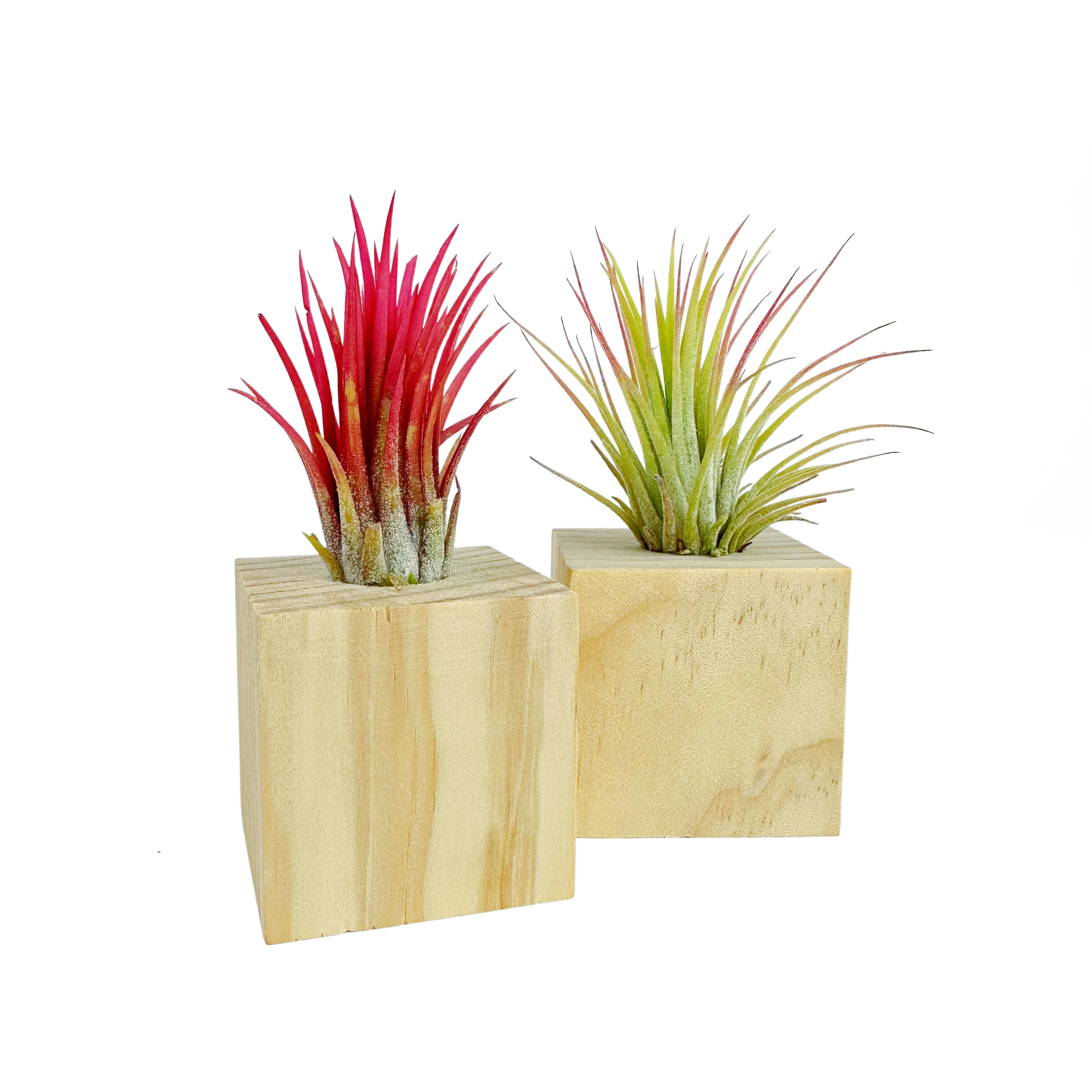 Air Plant in Mini Wooden Block