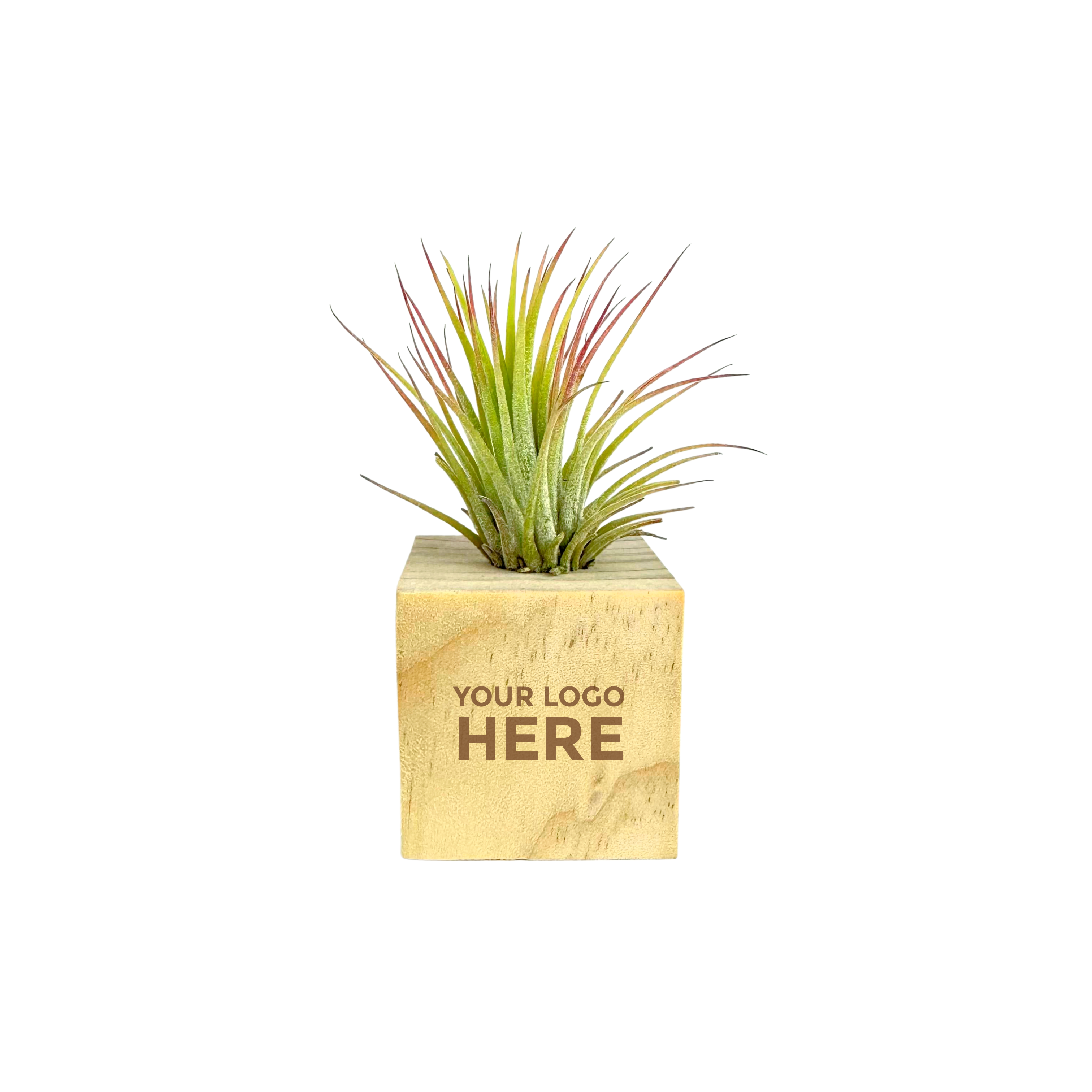 Air Plant in Mini Wooden Block