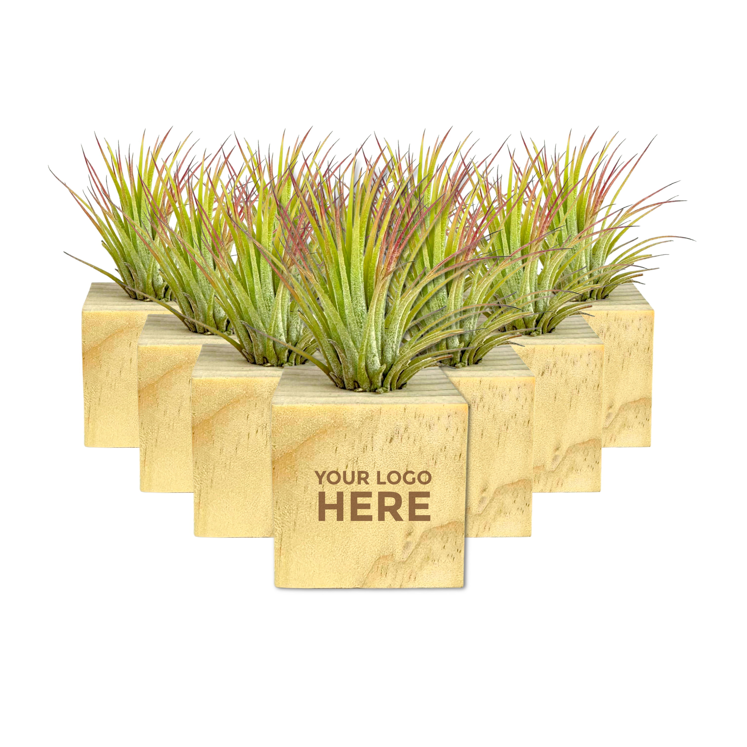 Air Plant in Mini Wooden Block