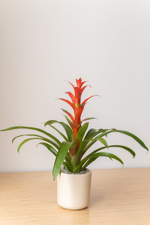 Desk Plants | Unique. Sustainable. Hard-to-Kill. Promotional Products.