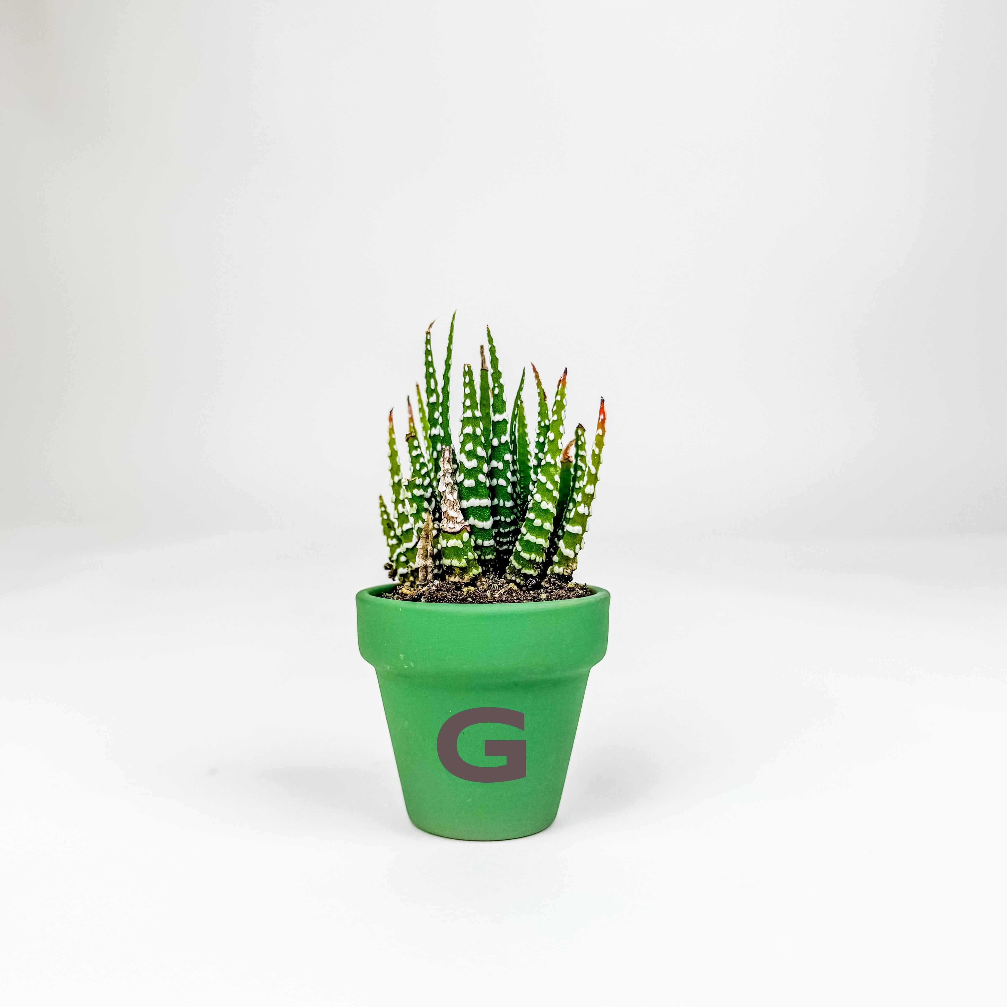 Mini Terra Cotta Line