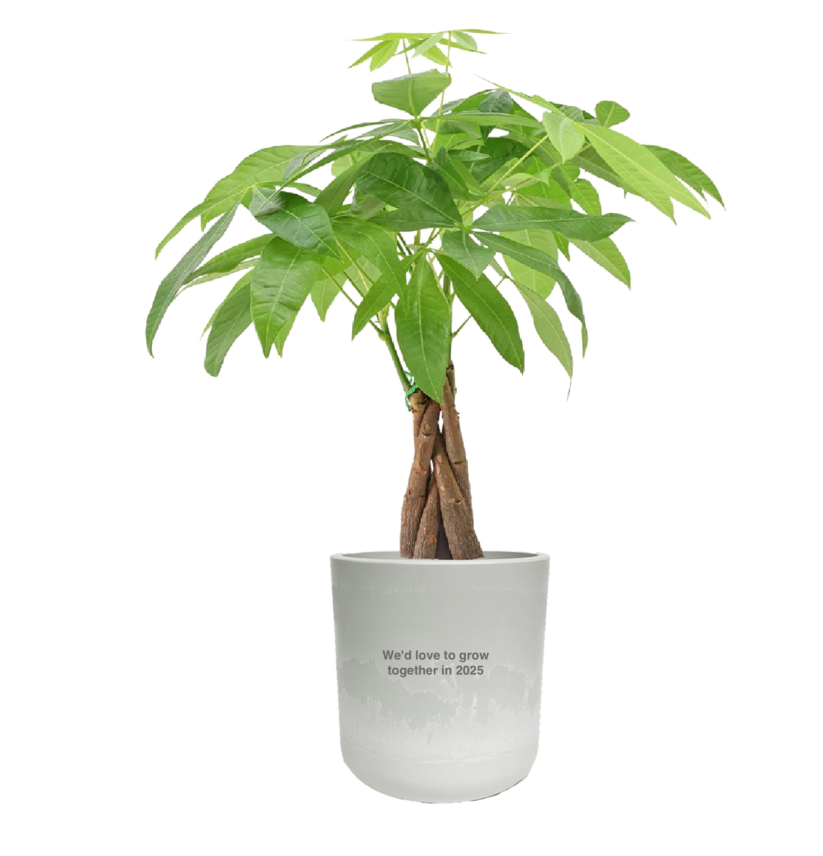 Money Tree New Year Gift - Goody