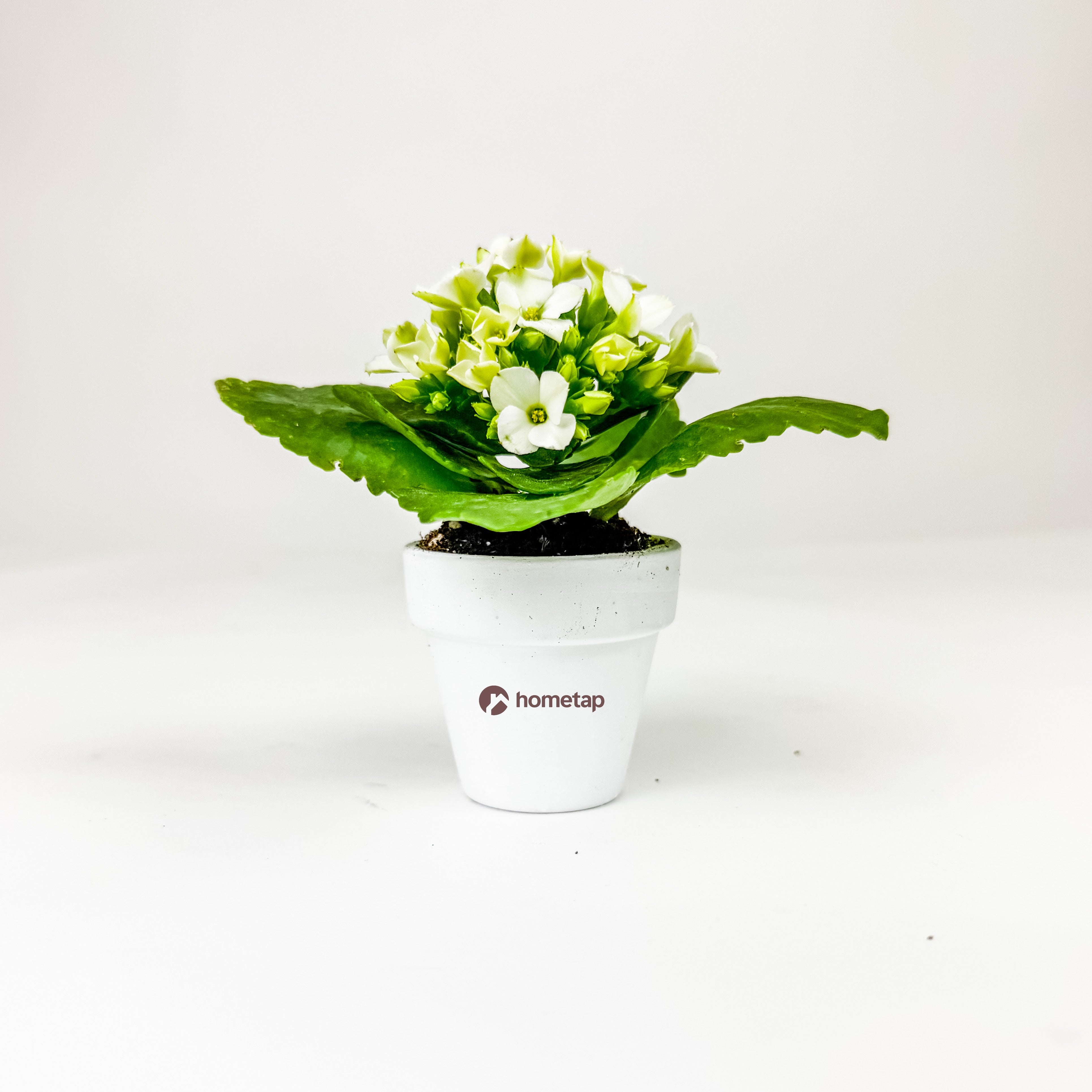 Mini Terra Cotta Line