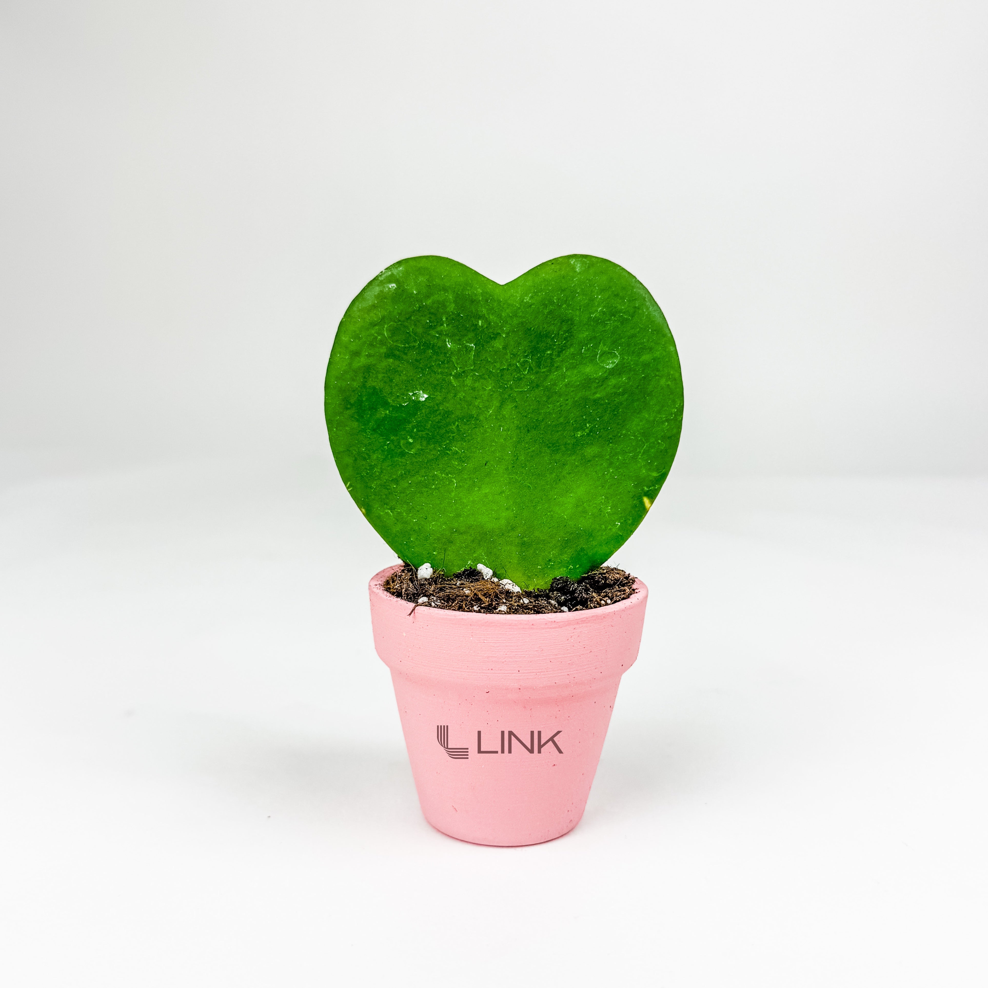 Mini Terra Cotta Line