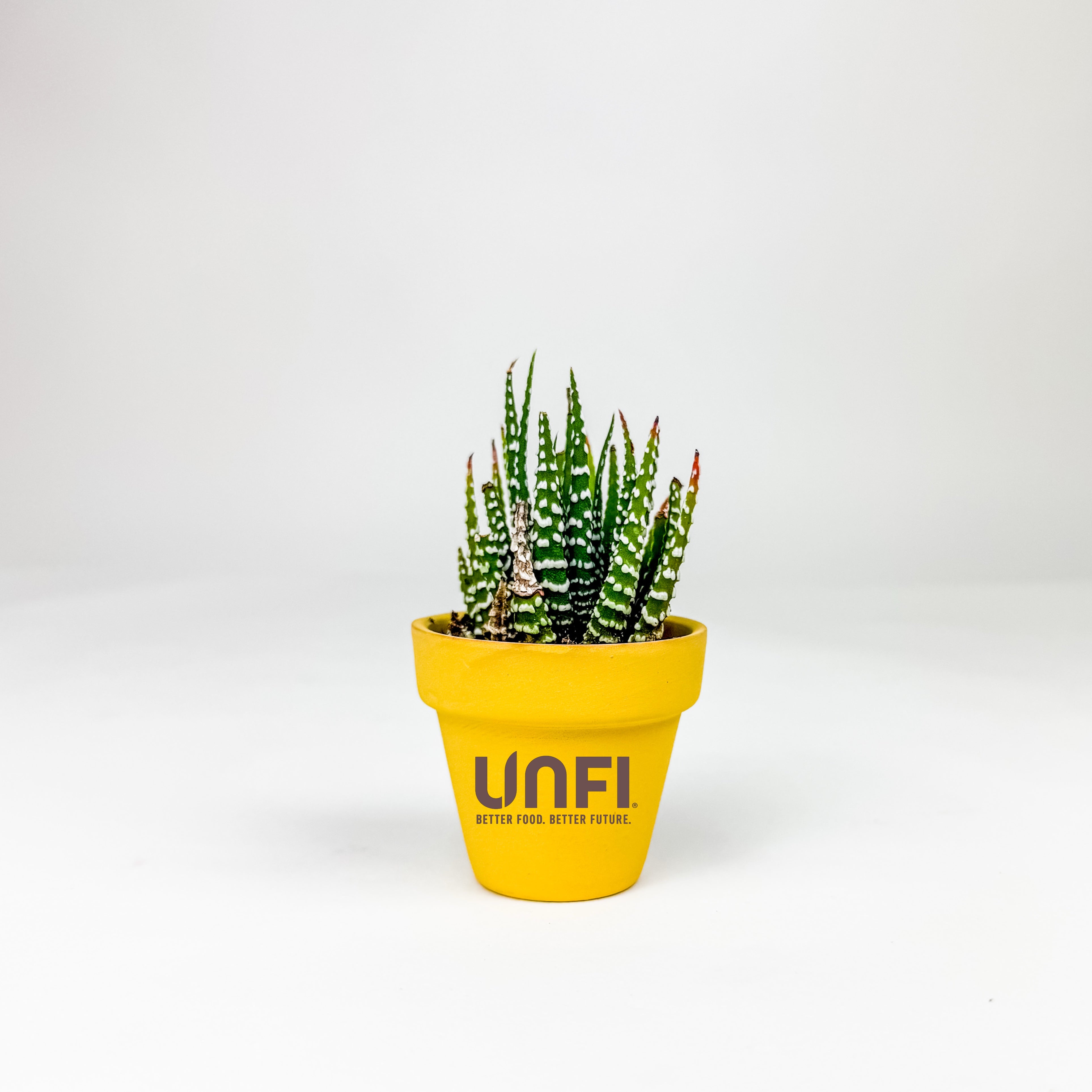 Mini Terra Cotta Line