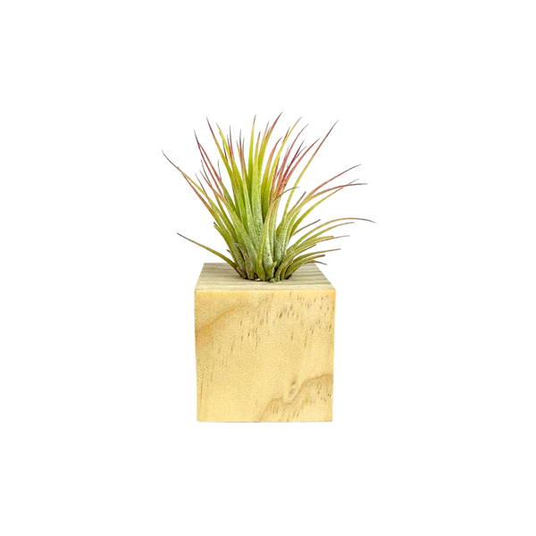 Air Plant in Mini Wooden Block Desk Plants