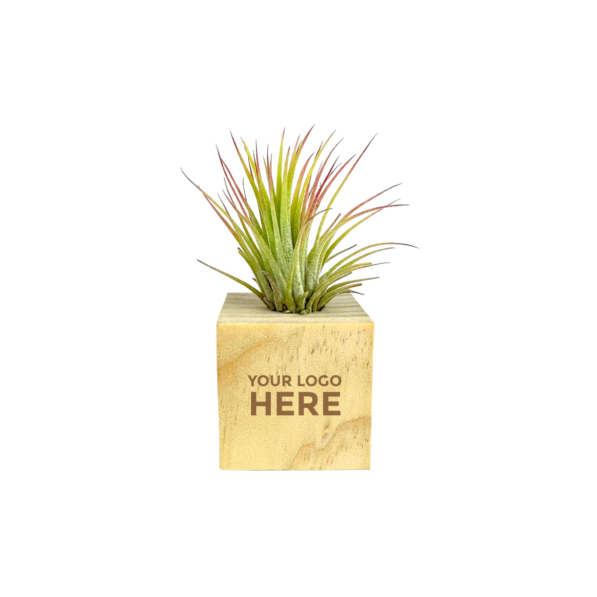 Products – Desk Plants